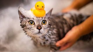 Do cats need baths?