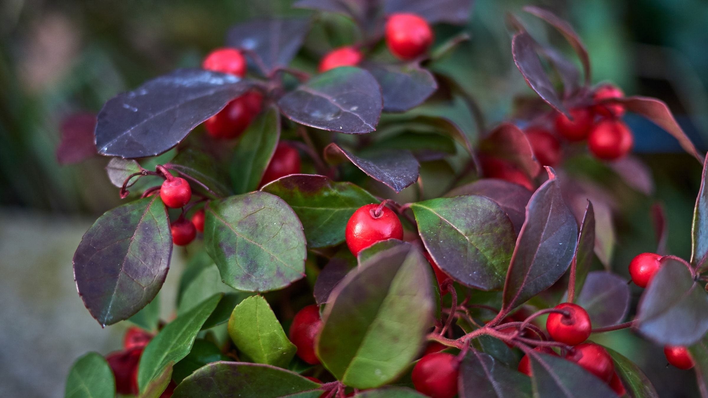 Checkerberry shrub