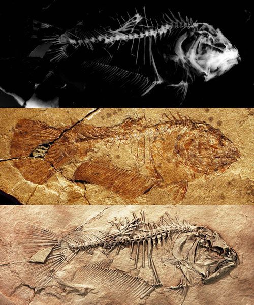 This is the skeleton of the primitive flatfish Heteronectes shown as an x-ray image (top), photograph before preparation (middle), and photograph after preparation (bottom).