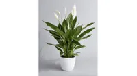 Best indoor plants: Peace lily