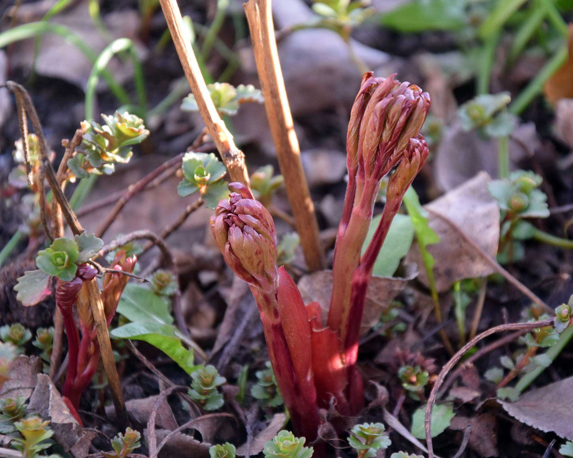 Why are my peonies not blooming? 5 problems and solutions Gardeningetc