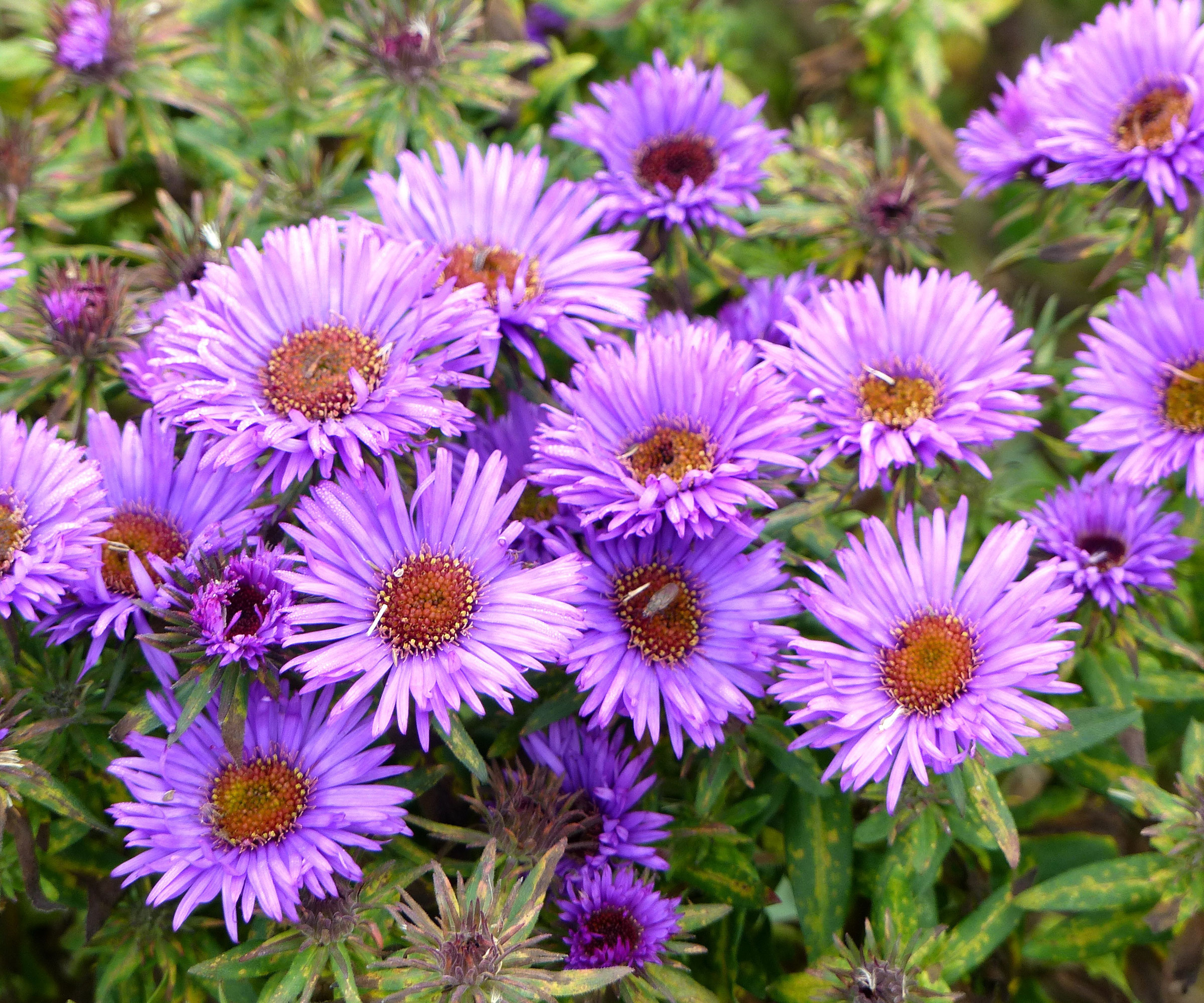 New England aster with pink flowers in garden border