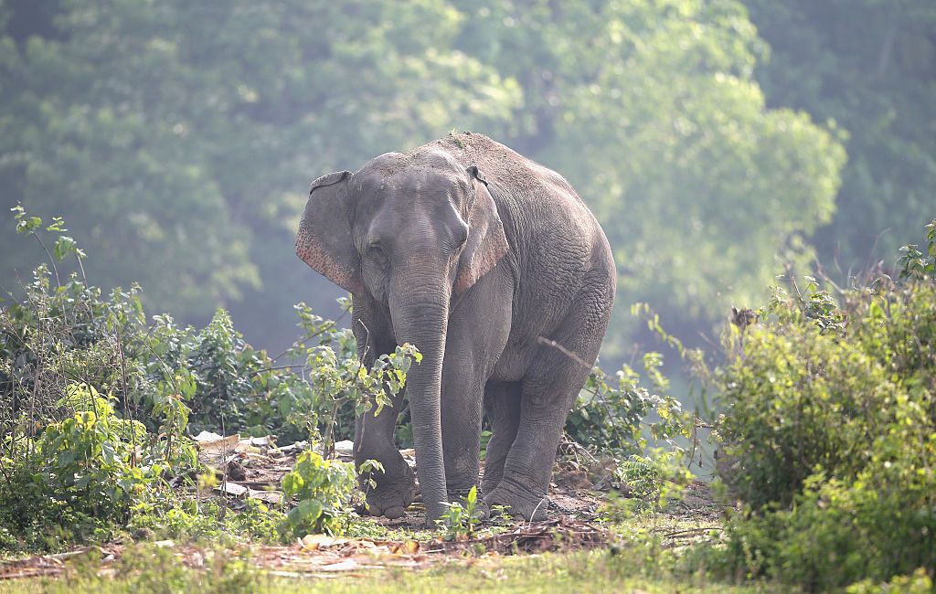 This elephant can speak Korean. 