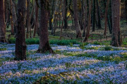 Scilla thrive in woodland shade. &copy;Clive Nichols Garden Pictures