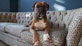 Boxer dog on a sofa