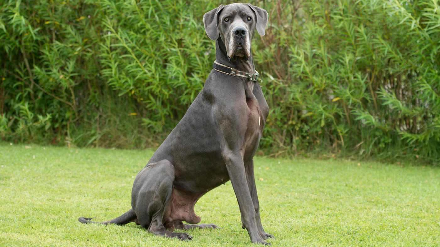 Great Danes are among the largest dog breeds