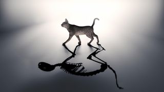 Schrodinger's cat - dead and alive