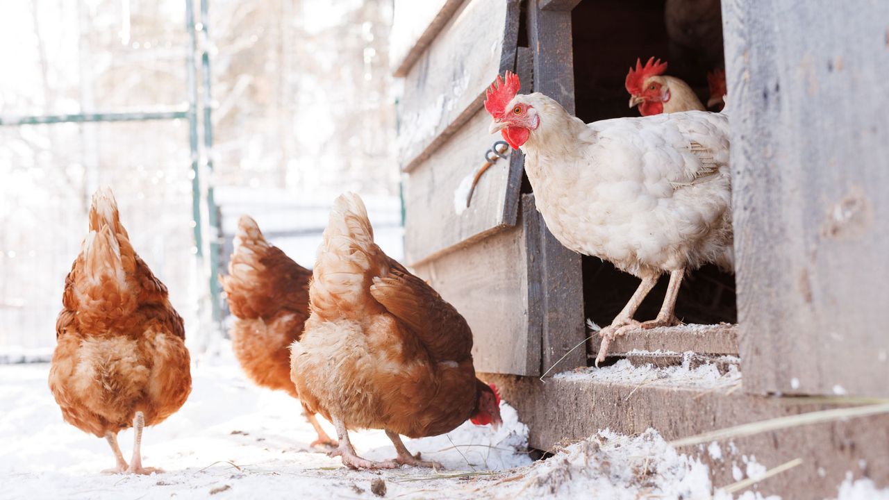 chickens in and around a coop in winter