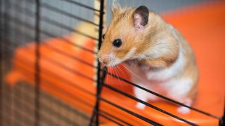 hamster peering out of cage