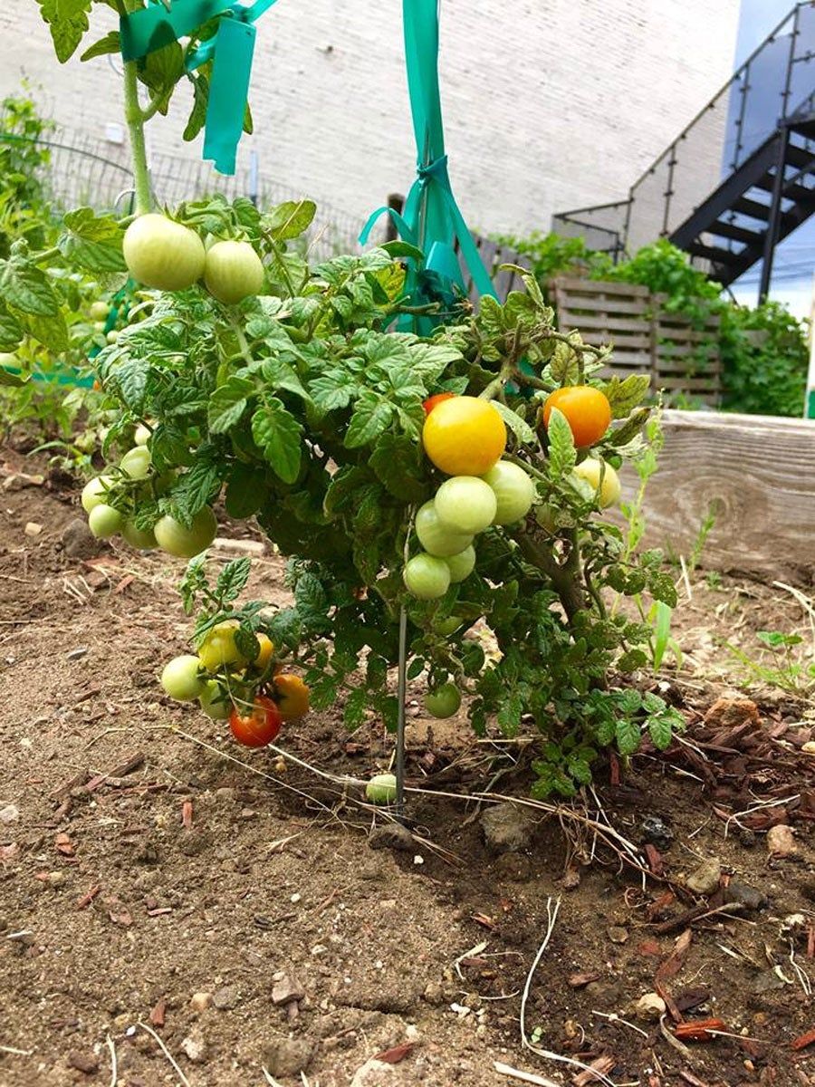 Extra produce is donated to food drives at a nearby church.