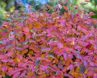 Amelanchier lamarckii