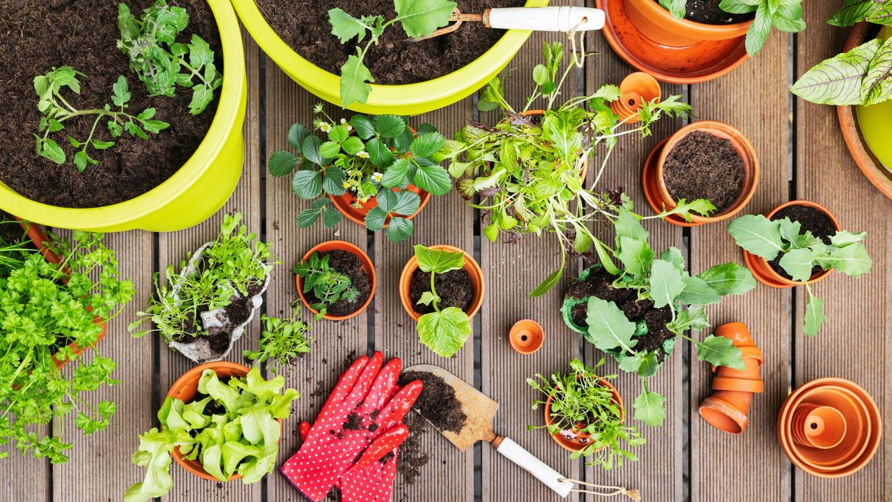 An aerial shot of a selection of pots growing a variety of vegetables and plants