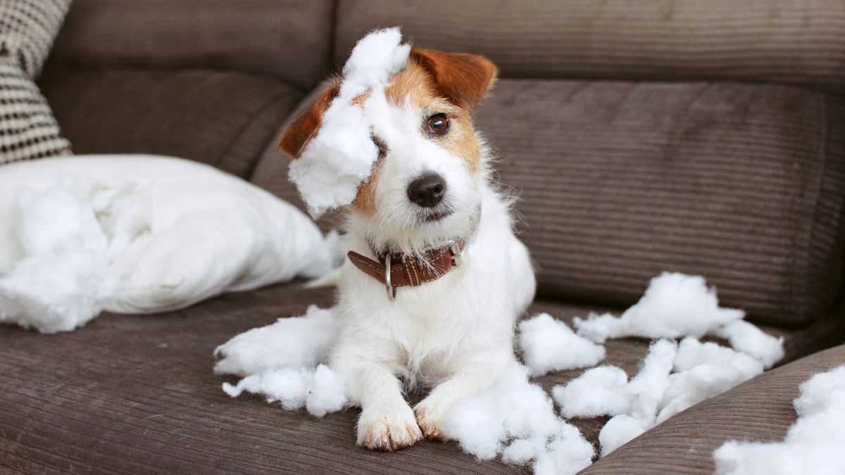 Pet anxiety could be cured with this antianxiety pet bed GoodtoKnow