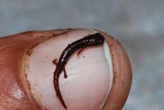 Dwarf Salamander