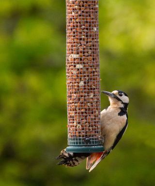 woodpecker on bird feeder