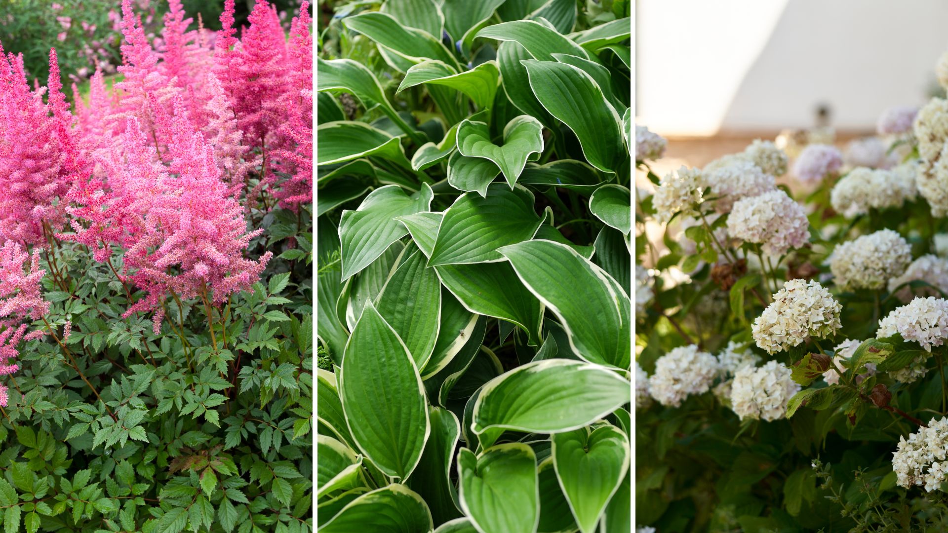 composite of astilbe, hosta and hydrangeas