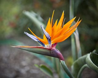 Bird of paradise flower