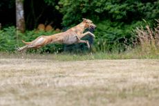 Never mind a Ferrari: Mr Rayner’s Minnow displays the perfect physical proportions that give lurchers their astonishing speed. ©Millie PIlkington for Country Life