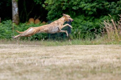 Never mind a Ferrari: Mr Rayner&rsquo;s Minnow displays the perfect physical proportions that give lurchers their astonishing speed. &copy;Millie PIlkington for Country Life