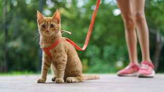 Ginger cat wearing orange harness 