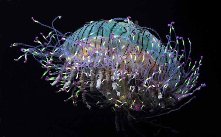 An adult flower-hat jelly