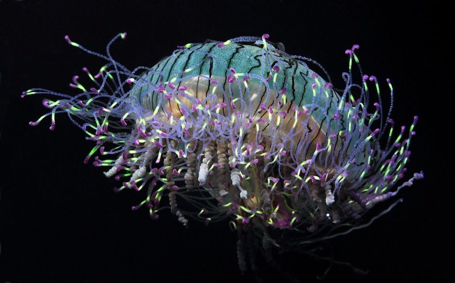 Secret Lives of Flower Hat Jellyfish Revealed Live Science