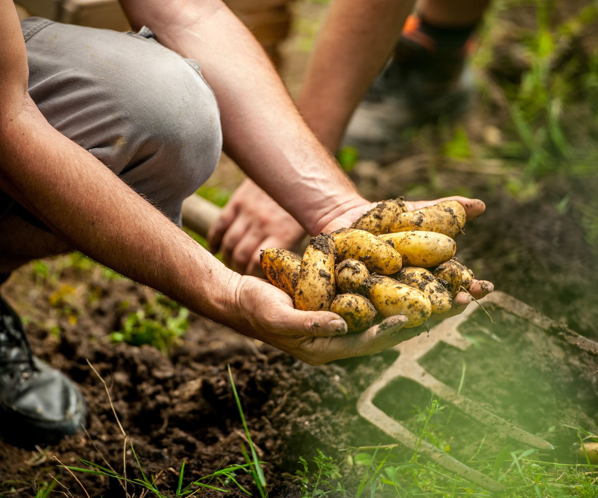 A harvest of potatoes lifted from the soil with a garden fork