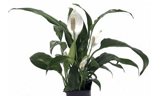 flowering peace lily plant