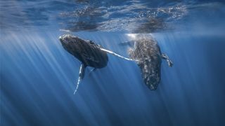 two humpback whales swim together