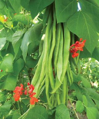 Firestorm runner beans ready for harvesting in summer