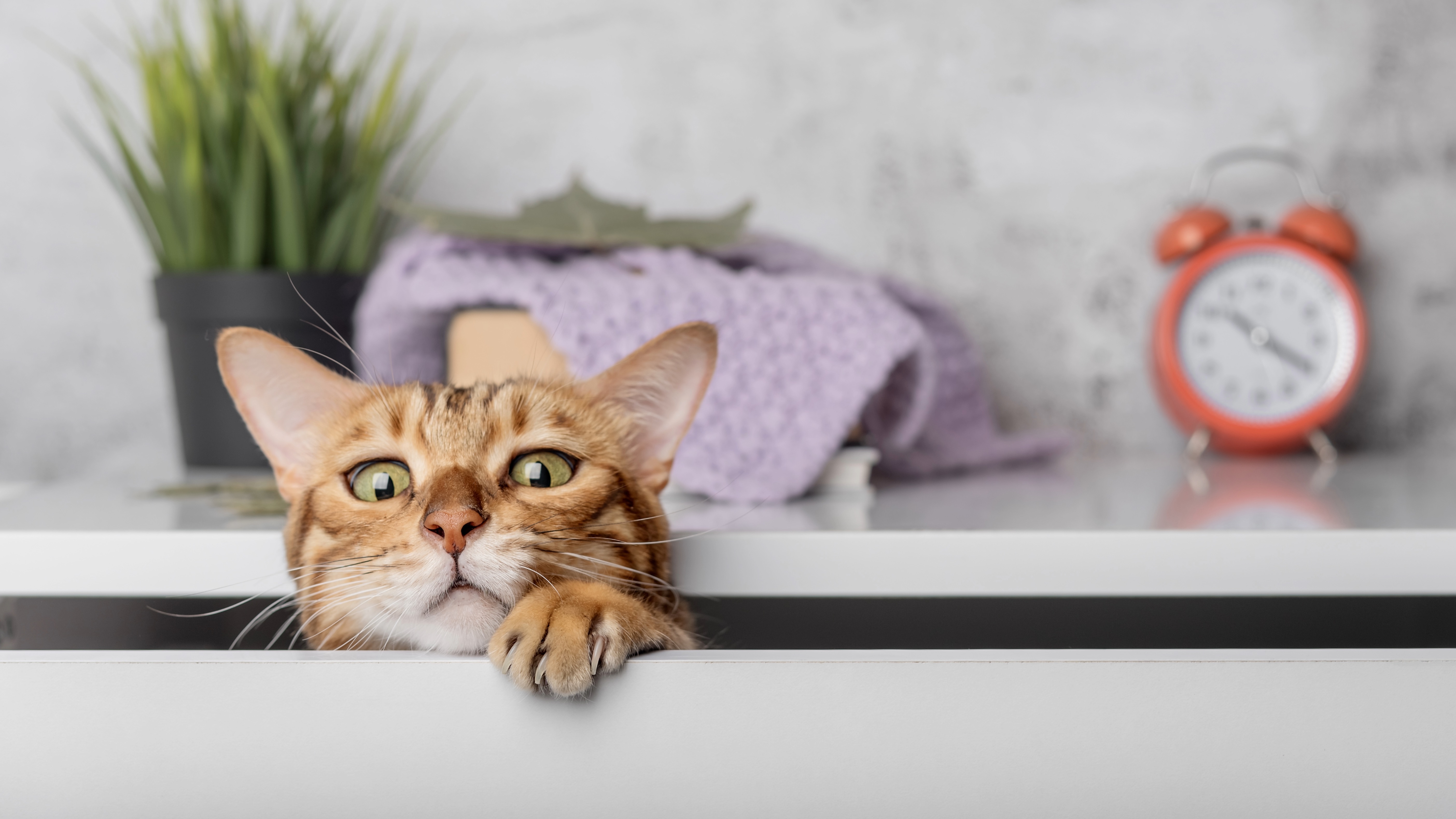 Bengal cat peeking out of drawer