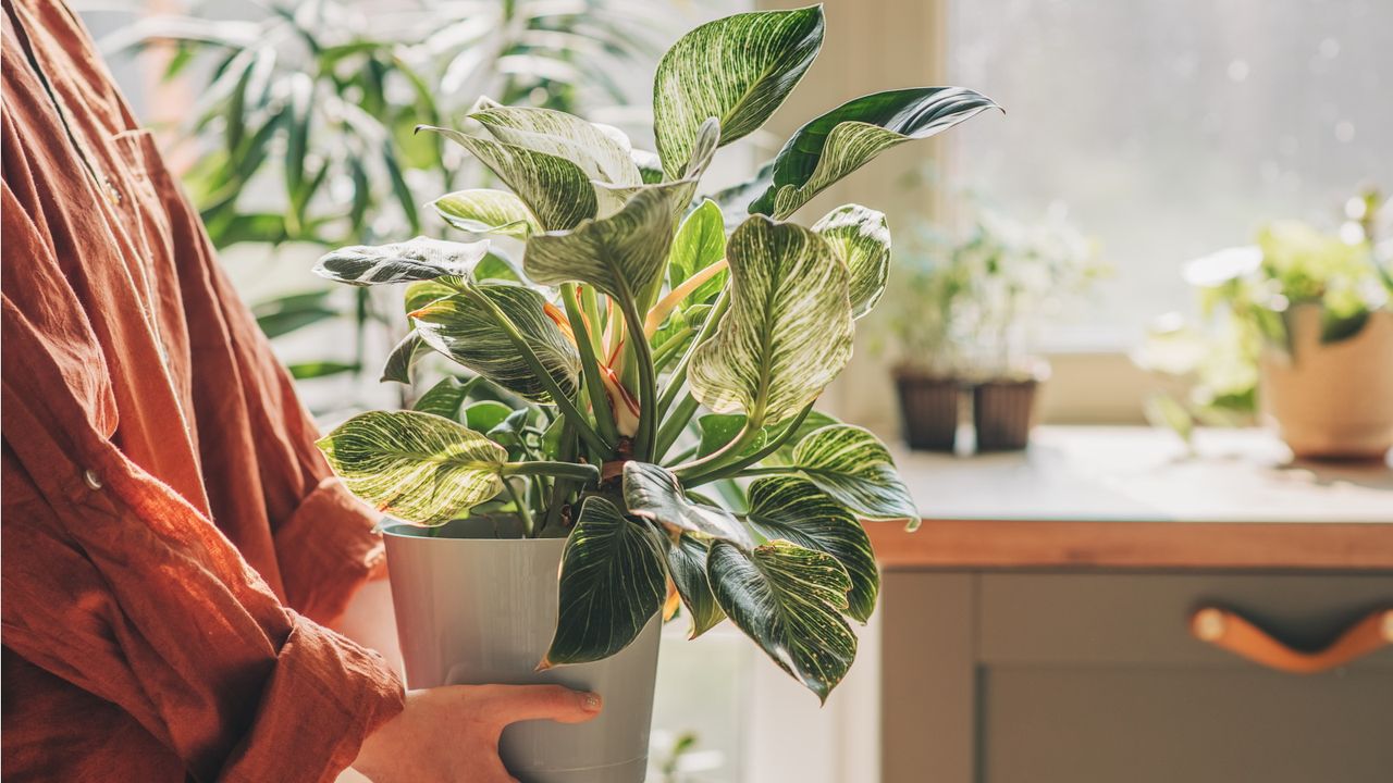 How to be a better plant parent