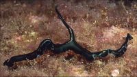 Green bonellia on top of marine algae at the bottom of the sea.