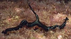 Green bonellia on top of marine algae at the bottom of the sea.