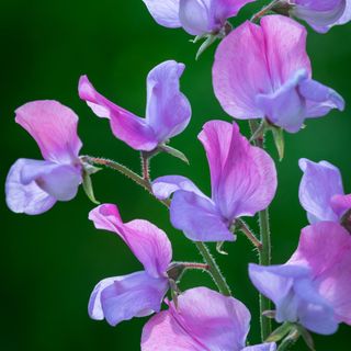 New Giants Sweet Pea Collection