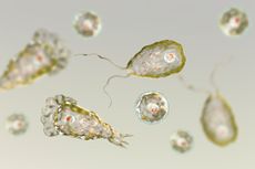 An artistic representation of the amoeba <em>Naegleria fowleri</em>, which causes deadly brain infections.