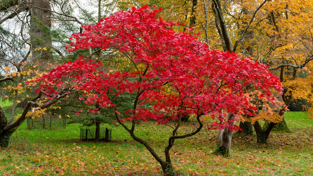 7 best small trees for a compact yard