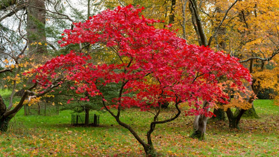 7 best small trees for a compact yard Tom's Guide