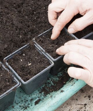 Sowing seeds into small pots filled with compost