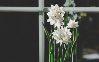 how to get paperwhites to bloom