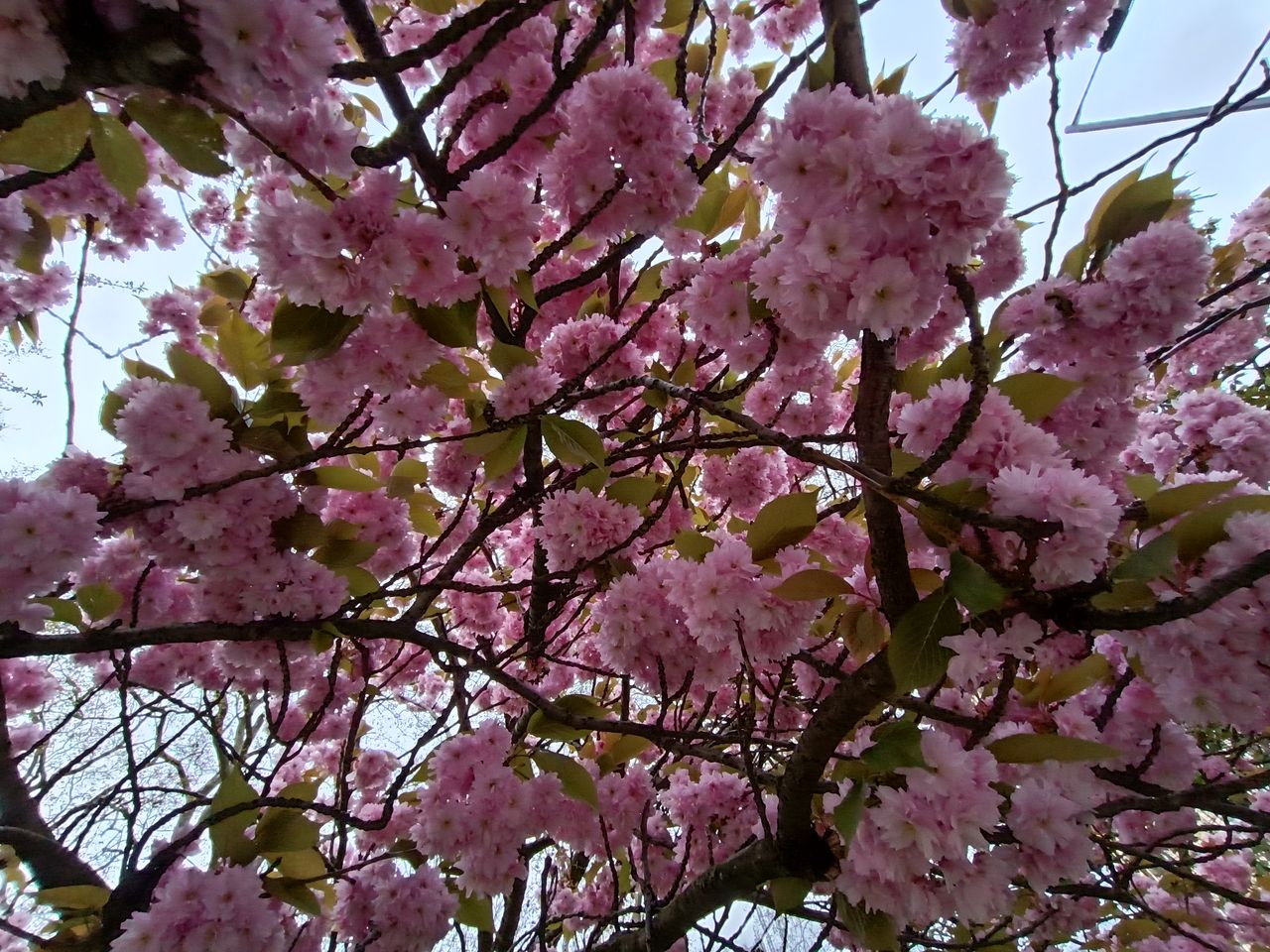 Xiaomi Redmi Note 11 Pro Plus camera samples