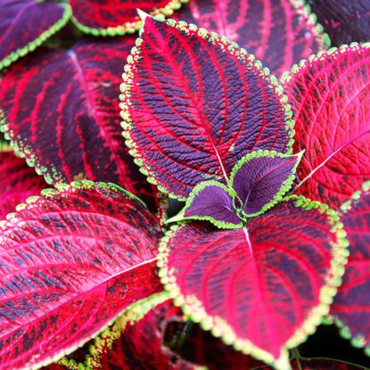 Red and green coleus leaves