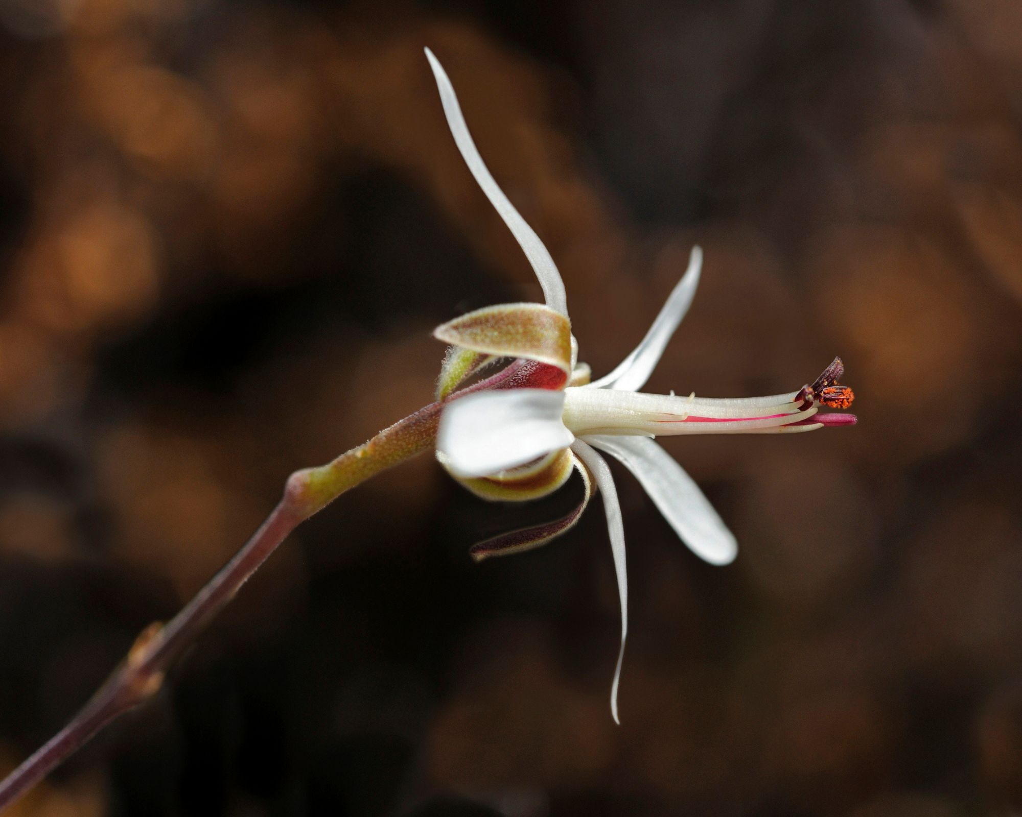 pelargonium dasyphyllum