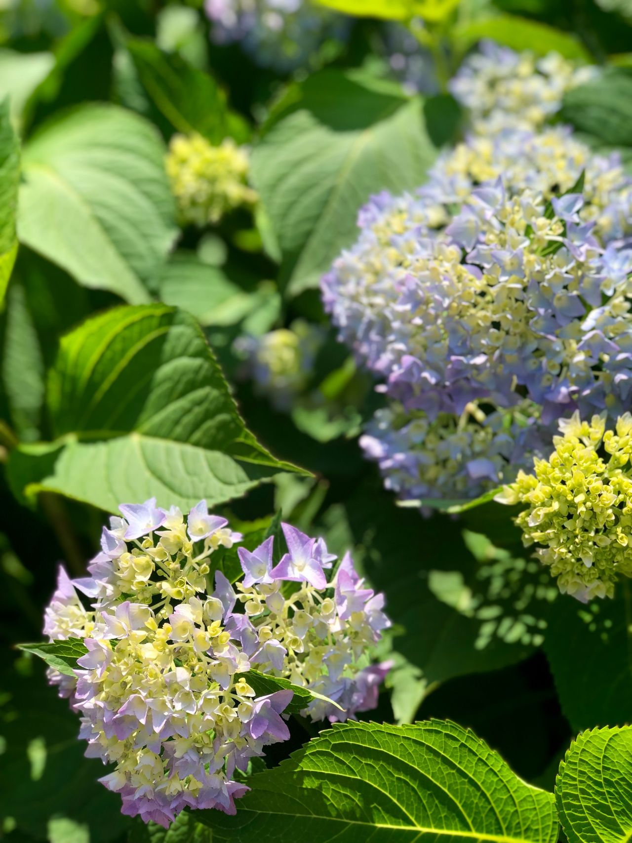 Why is my hydrangea wilting? These are the top reasons | Gardeningetc