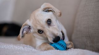 Yellow labrador lying on a couch chewing on a blue, bristley rubber toy