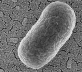 An E. coli cell. In the experiment, bacterial cells like this one evolved resistance to a virus, prompting the virus to evolve a new way to attack..