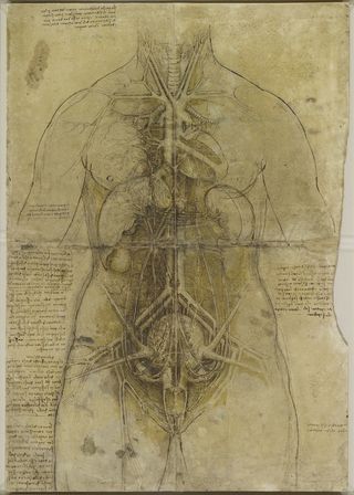 Leonardo da Vinci drawing of a woman's organs.