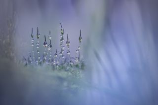 After a foggy night in his Dutch garden, Piet Haaksma photographed these dew-covered mosses that would go on to win the Plants category.