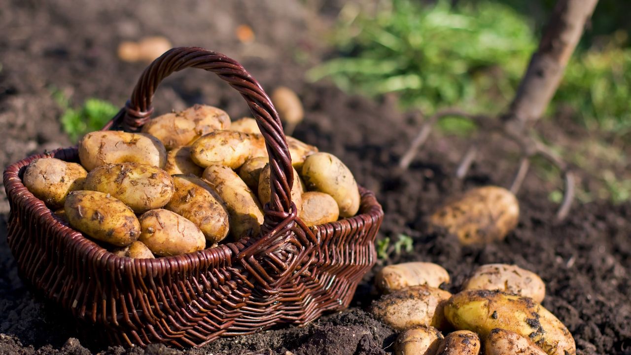 Potatoes in a wicker basket on soil