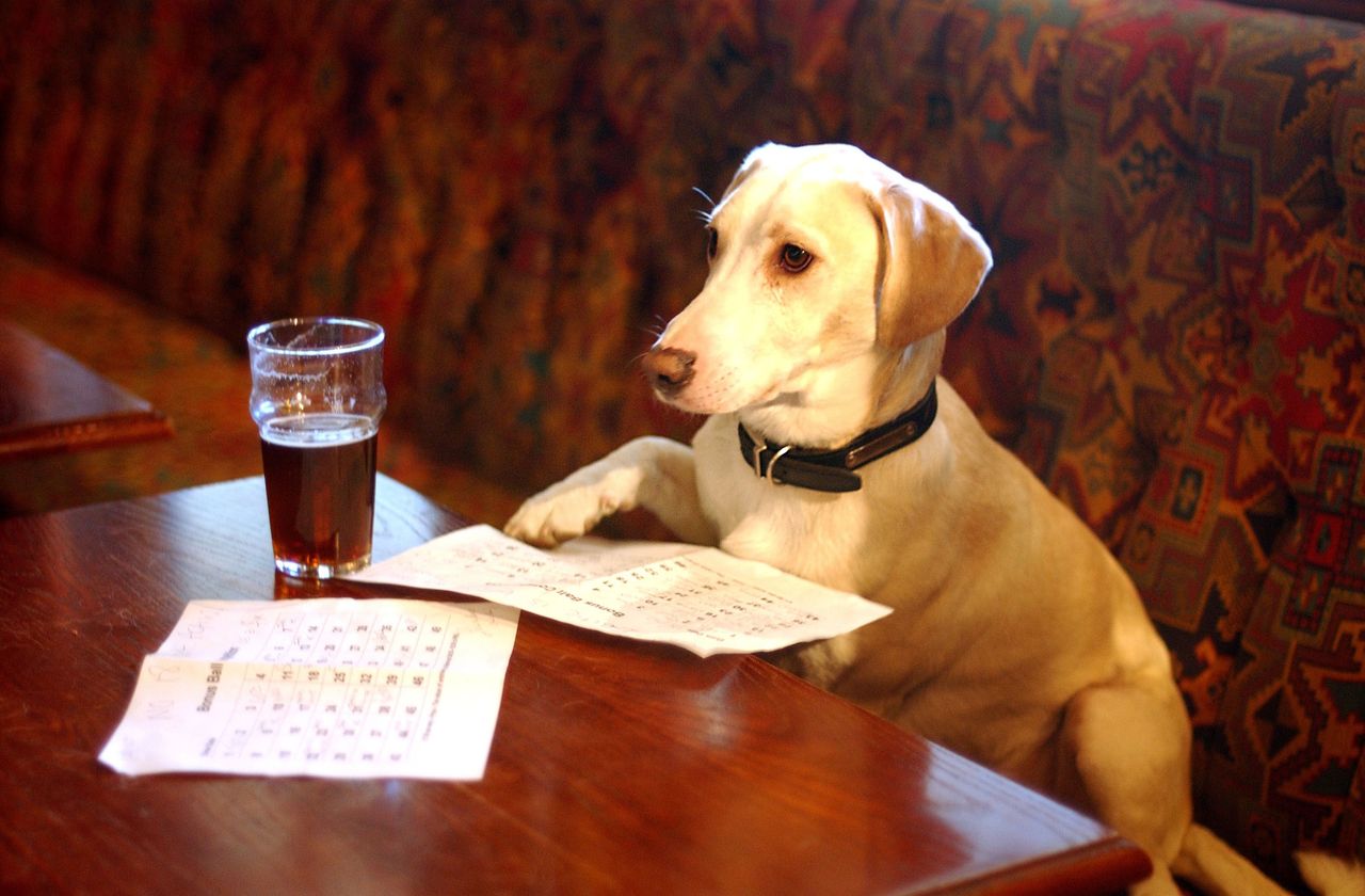 Labradors will even down a pint if you give them half a chance. Okay, not really...